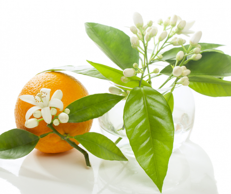 Orange Blossom Water& Its Benefits On Your Skin