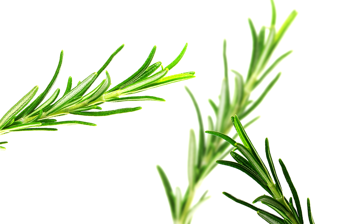 The Benefitial Properties of Rosemary Essential Oil on Your Hair