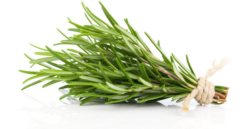Hair Treatment with Rosemary Essential Oil